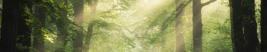 Green grass background